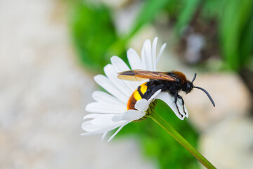 Giant wasp (Latin: Scolia hirta) sitting on a white flower Ox-eye Daisy (Latin: Leucanthemum). Selective focus, soft blurry background.