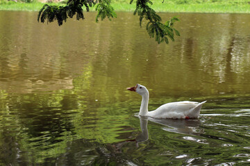 swan on the lake