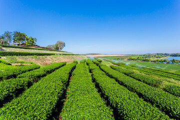 Fototapeta na wymiar Beautiful tea plantation with blue sky, thailand.