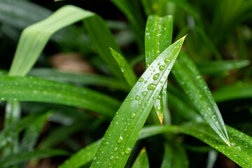 The fresh green, fragrant pandan leaves are often used to add color and aroma to foods and are also beneficial for health because they contain tannins, glycosides, and alkaloids.