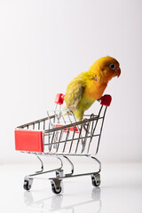 Colourful love bird chick on a shopping supermarket trolley on a white background