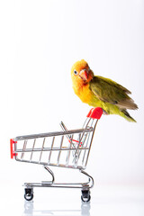 Colourful love bird chick on a shopping supermarket trolley on a white background