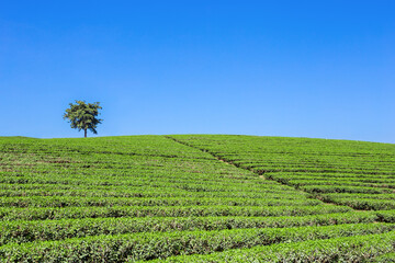 Fototapeta na wymiar Beautiful tea plantation with blue sky.