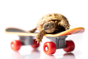 Baby tortoise turtle on a skateboard on a white background