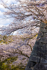 舞鶴公園の桜