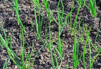 Onion cultivation. Green young sprouts of onion growing on the open ground at sunny day