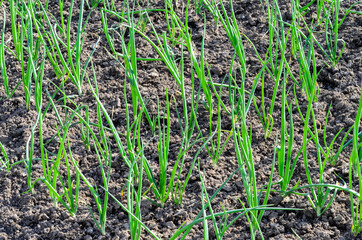 Onion cultivation. Green young sprouts of onion growing on the open ground at sunny day
