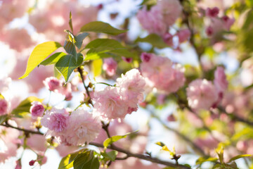Fototapeta na wymiar Blooming sakura close-up. Pink lush spring flowers on a branch.