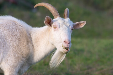 Portrait of a white horned goat grazing in the meadow.