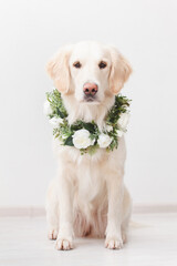Golden Retriever dog wearing wreath made of beautiful white flowers on white background ilooking at camera