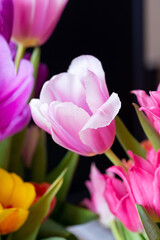 Pink tulip cultivar with many petals macro photography on a pink background of other tulips. 