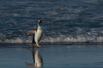 Gentoo Penguins (Pygoscelis papua) coming ashore after feeding at sea on Sea Lion Island in the...
