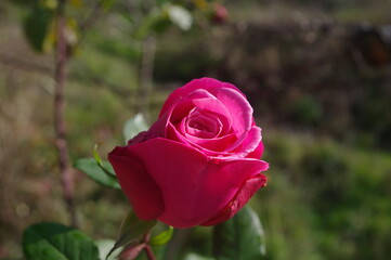 red rose in garden