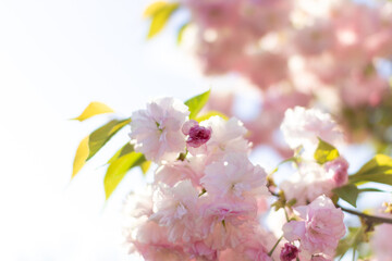 Blooming sakura close-up. Pink lush spring flowers on a branch.