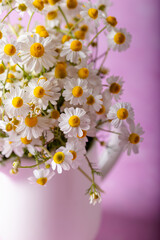 Fresh white daisies in a white vase on pink background. Selective focus. Floral background.