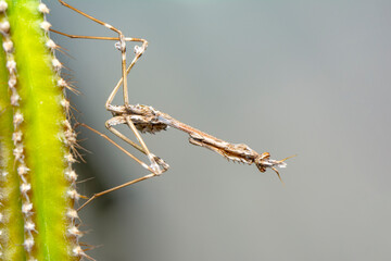 Fototapeta premium Close up of pair of Beautiful European mantis ( Mantis religiosa )