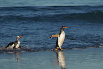 Fototapeta na wymiar Gentoo Penguins (Pygoscelis papua) coming ashore after feeding at sea on Sea Lion Island in the Falkland Islands.
