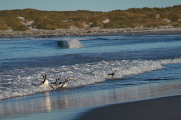 Gentoo Penguins (Pygoscelis papua) coming ashore after feeding at sea on Sea Lion Island in the Falkland Islands.