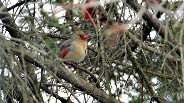  Female northern cardinal hiding on tree in spring time