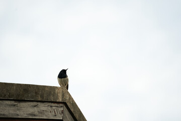 a black bird (Oriental magpie robin) on the roof with sky background with copy space                           