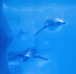 underwater penguin in blur blue background                            
