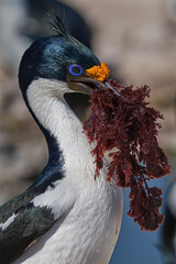 Imperial Shag (Phalacrocorax atriceps albiventer) carrying seaweed to be used as nesting material on Sea Lion Island in the Falkland Islands