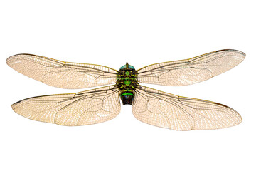 Extreme macro  shots, dragonfly wings detail. isolated on a white background.