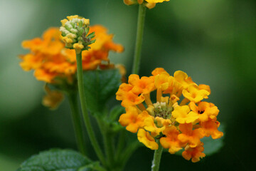 orange  flowers