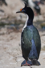 Imperial Shag (Phalacrocorax atriceps albiventer) on Sea Lion Island in the Falkland Islands