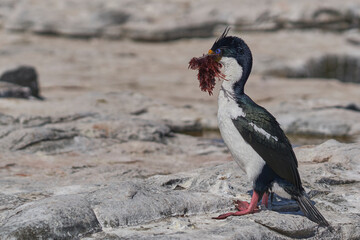 Imperial Shag (Phalacrocorax atriceps albiventer) carrying seaweed to be used as nesting material on Sea Lion Island in the Falkland Islands