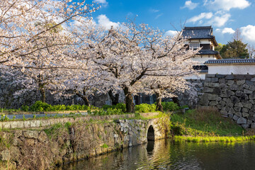 Fototapeta na wymiar 舞鶴公園の桜