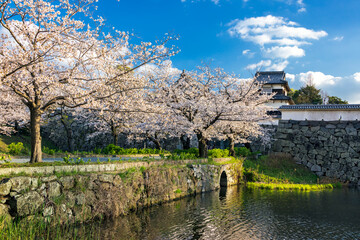 舞鶴公園の桜