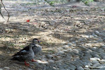 flock of ducks