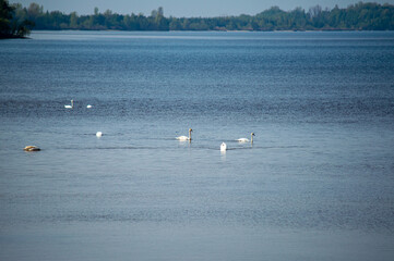 Swans on Kyiv sea at early spring