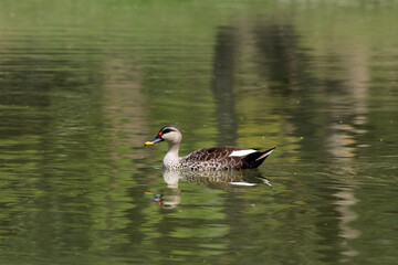 duck on the lake