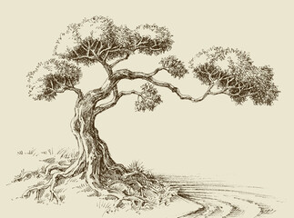 Olive tree hand drawn vector illustration