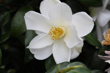 Obraz na płótnie Canvas Camellia japonica