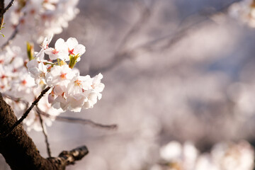 満開に咲く桜の花