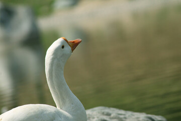 close up of a white ducks