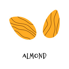 Vector illustration of almond in hand drawn flat style.