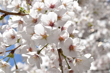 Pink white cherry blossoms under clear sky