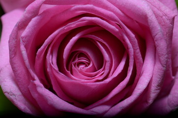 A close up shot for a pink rose taken with Nikon D7000 and Macro lens Sigma 105 mm.