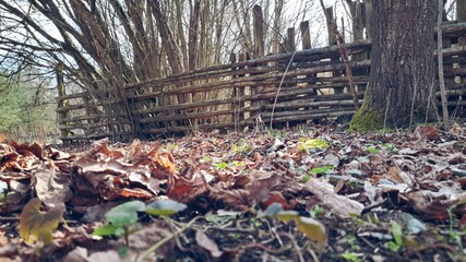 autumn in the forest