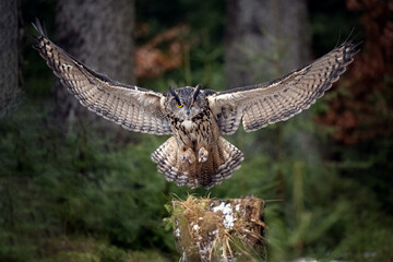 The great eagle owl lands on a tree stump in the forest.
