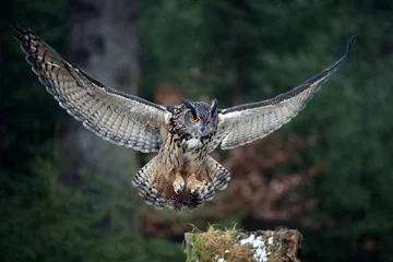 Rolgordijnen The great eagle owl lands on a tree stump in the forest. © Martin