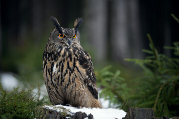 The great eagle owl lands on a tree stump in the forest.