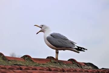 The screaming gull