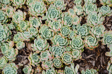 Group of echeveria atlantis a plant of the family of succulents and cactus. Botanical plant of semi-desert areas. Outdoors succulent in bloom