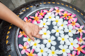 Top view of hand and flowers of plumeria in the reflect water surface. Floating flowers in circular pot. Spa concept .