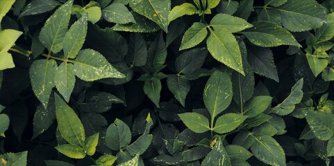 green leaves background